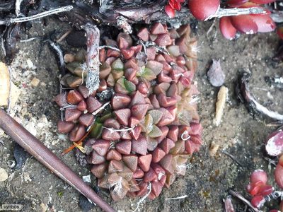 Anacampseros retusa, photographed by Chris Vynbos