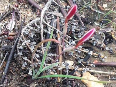Hesperantha lithicola, photographed by Chris Vynbos