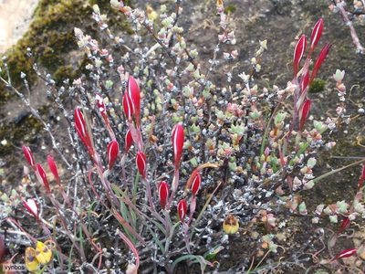 Hesperantha lithicola, photographed by Chris Vynbos