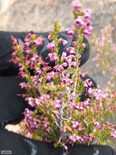 Erica macrotrema, photographed by Chris Vynbos
