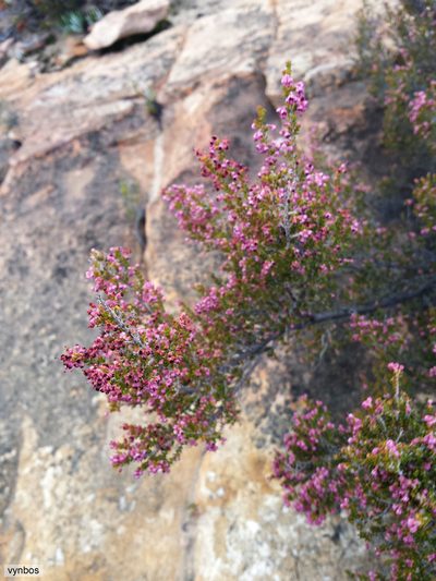 Erica macrotrema, photographed by Chris Vynbos