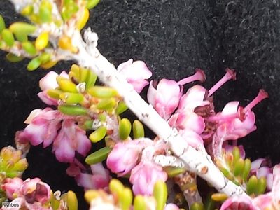 Erica macrotrema, photographed by Chris Vynbos