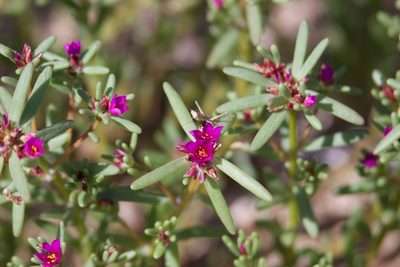 Portulaca californica, photographed by Bill Levine