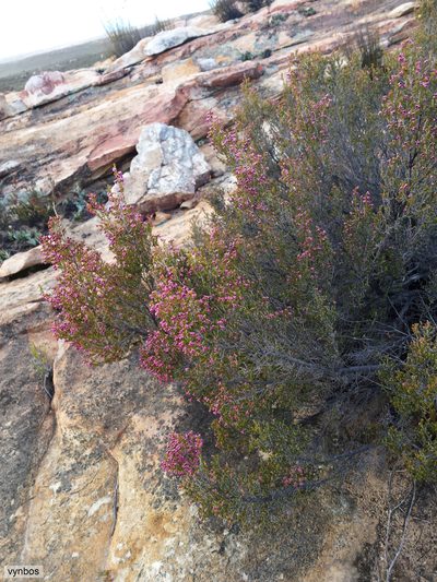 Erica macrotrema, photographed by Chris Vynbos