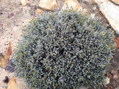 Oedera oppositifolia, photographed by Chris Vynbos