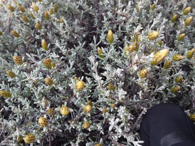 Oedera oppositifolia, photographed by Chris Vynbos