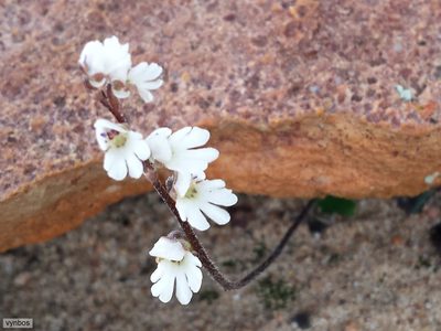 Holothrix aspera, photographed by Chris Vynbos