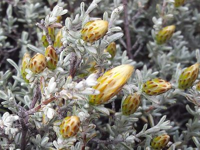 Oedera oppositifolia, photographed by Chris Vynbos
