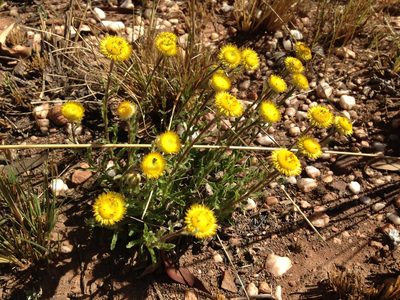 Helichrysum aureum, photographed by Tam