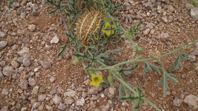 Cucumis africanus, photographed by Shaun Swanepoel