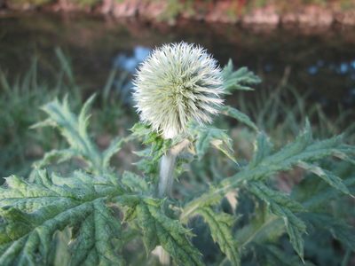 Echinops exaltatus, photographed by Andreas Rockstein