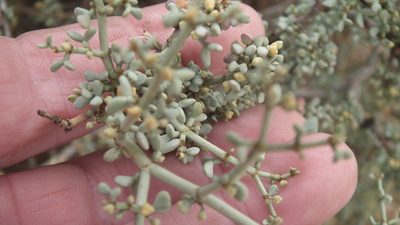 Zygophyllum retrofractum, photographed by Shaun Swanepoel
