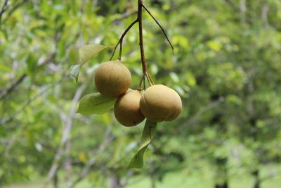 Myristica fragrans, photographed by Armin G. Fabritzek