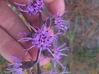 Liatris squarrulosa, photographed by Will McFarland