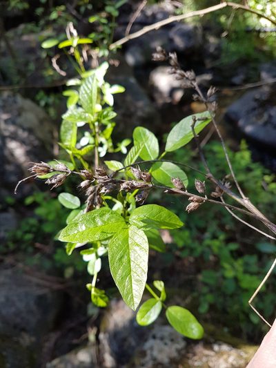 Grimolobium glandulosum, photographed by Javier Conejeros Gastó
