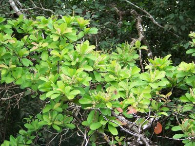 Terminalia buceras, photographed by botanygirl