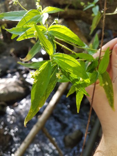 Chiropetalum tricuspidatum, photographed by Javier Conejeros Gastó