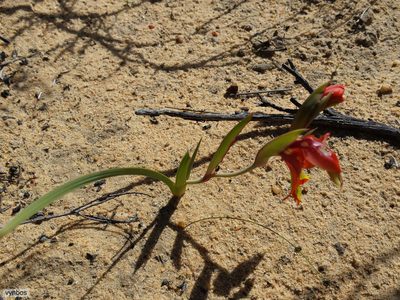 Gladiolus speciosus, photographed by Chris Vynbos