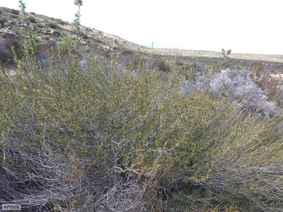 Cliffortia teretifolia, photographed by Chris Vynbos