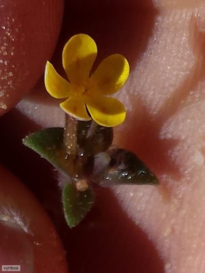Zaluzianskya lanigera, photographed by Chris Vynbos