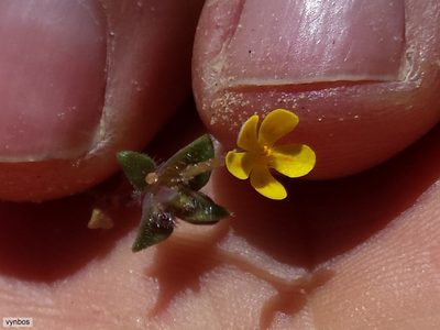 Zaluzianskya lanigera, photographed by Chris Vynbos