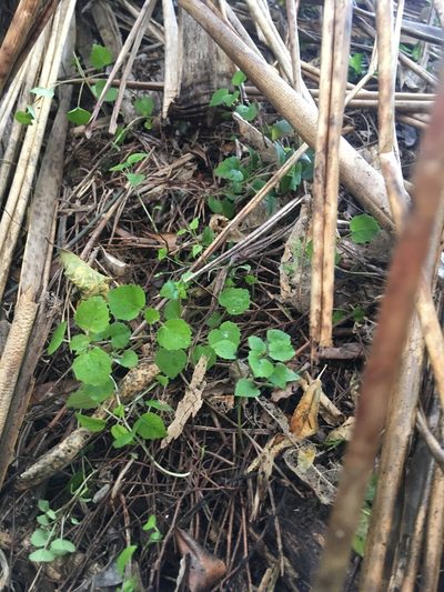 Fuchsia procumbens, photographed by Jenny Christianson