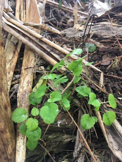 Fuchsia procumbens, photographed by Jenny Christianson