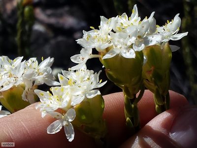 Lachnaea naviculifolia, photographed by Chris Vynbos