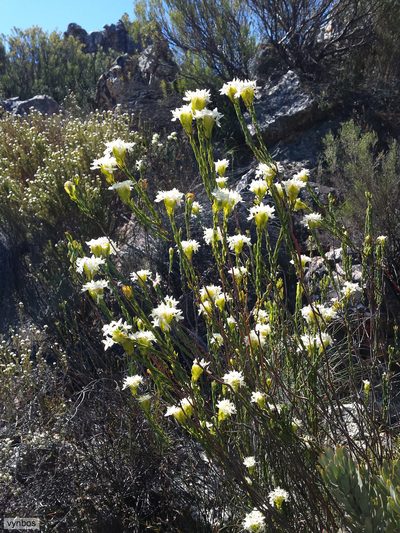 Lachnaea naviculifolia, photographed by Chris Vynbos