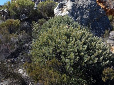 Protea pendula, photographed by Chris Vynbos