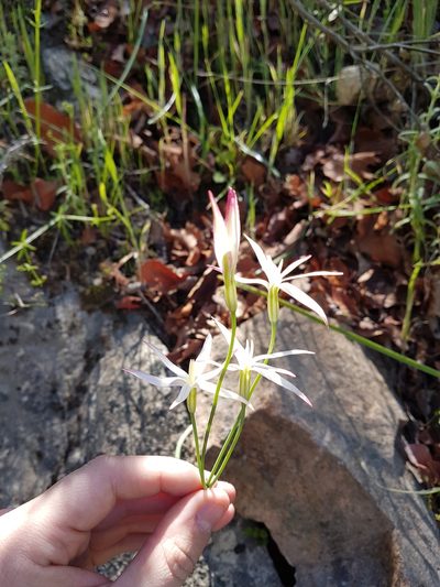 Leucocoryne alliacea, photographed by Javier Conejeros Gastó