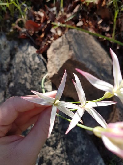 Leucocoryne alliacea, photographed by Javier Conejeros Gastó