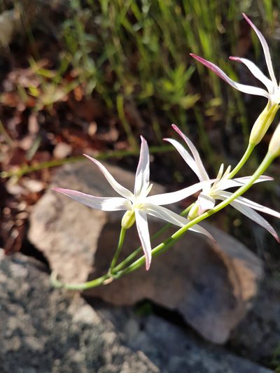 Leucocoryne alliacea, photographed by Javier Conejeros Gastó