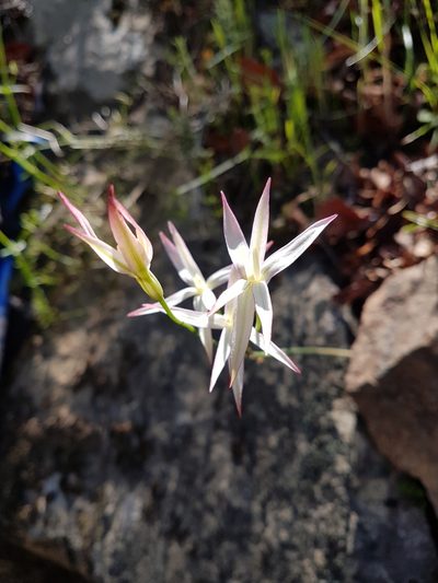 Leucocoryne alliacea, photographed by Javier Conejeros Gastó