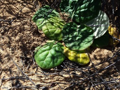 Othonna oleracea, photographed by Chris Vynbos