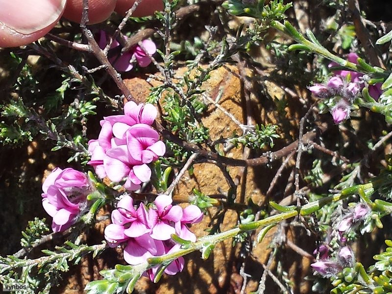 Amphithalea villosa, photographed by Chris Vynbos