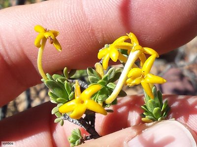 Lasiosiphon deserticola, photographed by Chris Vynbos