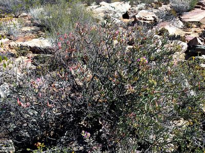 Ruschia pungens, photographed by Chris Vynbos