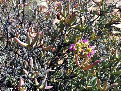 Ruschia pungens, photographed by Chris Vynbos