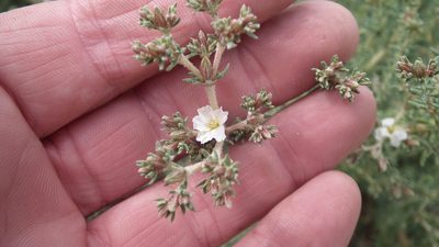 Frankenia anneliseae, photographed by Shaun Swanepoel