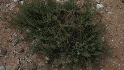 Frankenia anneliseae, photographed by Shaun Swanepoel