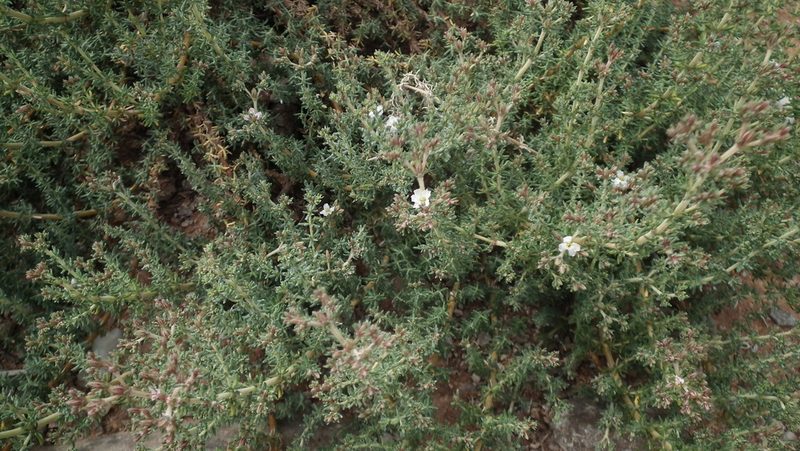 Frankenia anneliseae, photographed by Shaun Swanepoel
