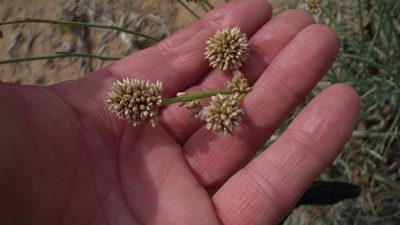 Hermbstaedtia glauca, photographed by Shaun Swanepoel