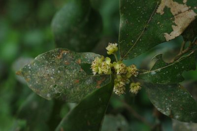 Litsea akoensis, photographed by Cheng-Te Hsu