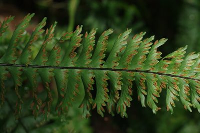 Hymenasplenium cheilosorum, photographed by Cheng-Te Hsu