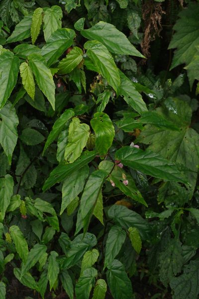 Begonia taiwaniana, photographed by Cheng-Te Hsu