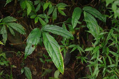 Arisaema grapsospadix, photographed by Cheng-Te Hsu