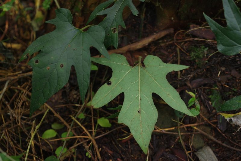 Aristolochia cucurbitifolia, photographed by Cheng-Te Hsu