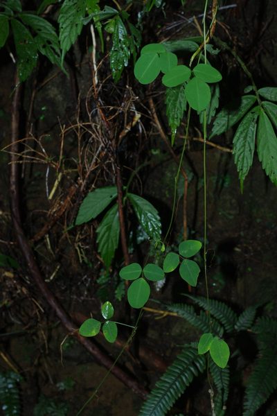 Dumasia villosa, photographed by Cheng-Te Hsu