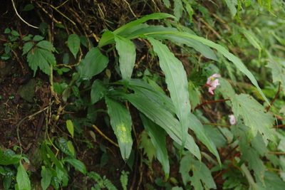 Phaius flavus, photographed by Cheng-Te Hsu